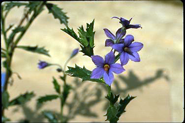 APII jpeg image of Halgania anagalloides var. preissiana  © contact APII