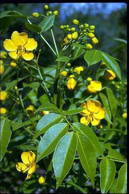 APII jpeg image of Senna septemtrionalis  © contact APII