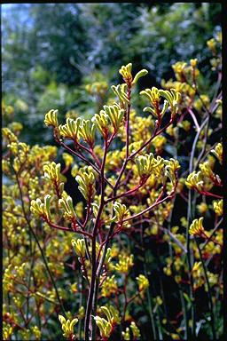 APII jpeg image of Anigozanthos 'Bush Haze'  © contact APII