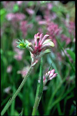 APII jpeg image of Anigozanthos 'Bush Pearl'  © contact APII