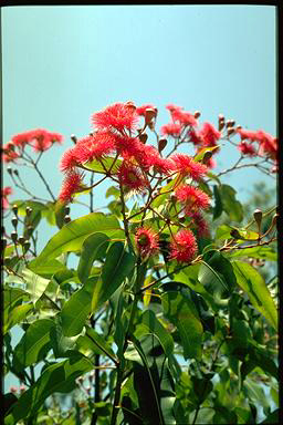 APII jpeg image of Corymbia 'Summer Red'  © contact APII