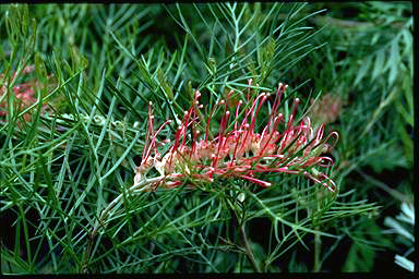 APII jpeg image of Grevillea 'Billy Bonkers'  © contact APII