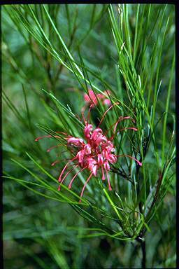 APII jpeg image of Grevillea 'Elegance'  © contact APII