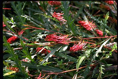 APII jpeg image of Grevillea 'Jolly Swagman'  © contact APII