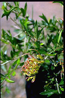 APII jpeg image of Grevillea 'Old Gold'  © contact APII