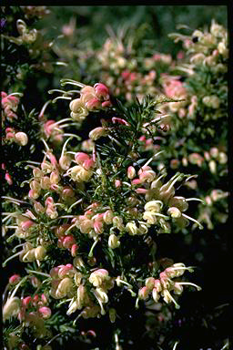 APII jpeg image of Grevillea 'Pink Pixie'  © contact APII