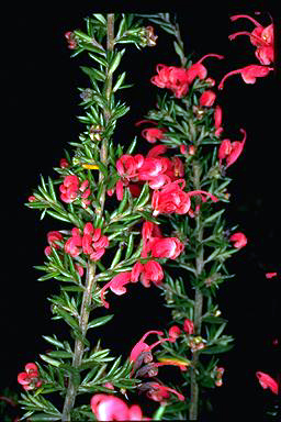 APII jpeg image of Grevillea 'Poorinda Rondeau'  © contact APII