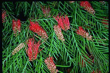 APII jpeg image of Grevillea 'Red Hooks'  © contact APII