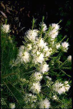 APII jpeg image of Melaleuca 'Seafoam'  © contact APII