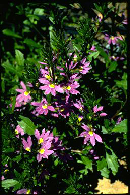 APII jpeg image of Scaevola 'New Blue'  © contact APII