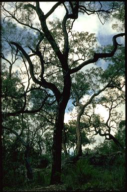 APII jpeg image of Angophora bakeri  © contact APII