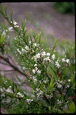 APII jpeg image of Austromyrtus tenuifolia  © contact APII