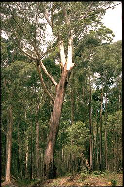 APII jpeg image of Eucalyptus pilularis  © contact APII