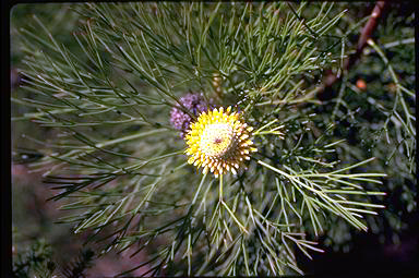 APII jpeg image of Isopogon anethifolius  © contact APII