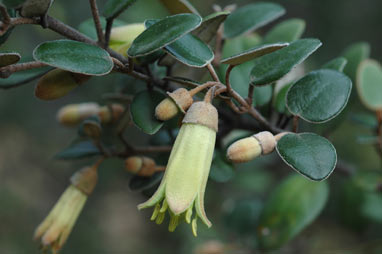 APII jpeg image of Correa backhouseana var. backhouseana  © contact APII