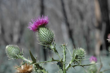 APII jpeg image of Cirsium vulgare  © contact APII