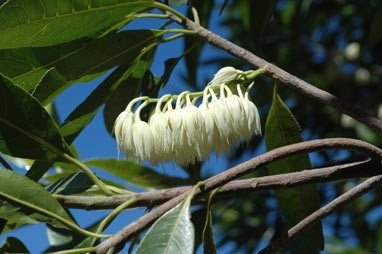 APII jpeg image of Elaeocarpus grandis  © contact APII