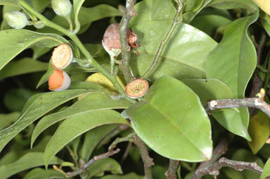 APII jpeg image of Eupomatia laurina  © contact APII