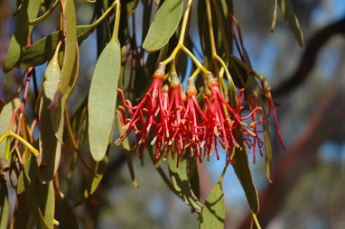 APII jpeg image of Amyema miraculosa subsp. boormanii  © contact APII