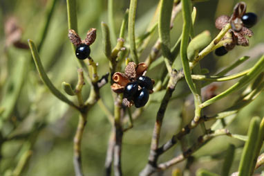 APII jpeg image of Geijera linearifolia  © contact APII