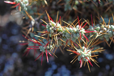 APII jpeg image of Sclerolaena brevifolia  © contact APII