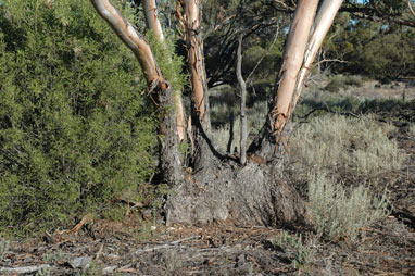 APII jpeg image of Eucalyptus socialis  © contact APII