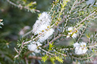 APII jpeg image of Melaleuca lanceolata  © contact APII