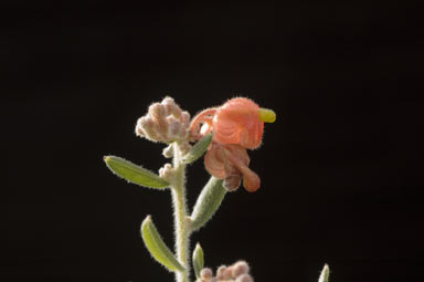 APII jpeg image of Grevillea saccata  © contact APII