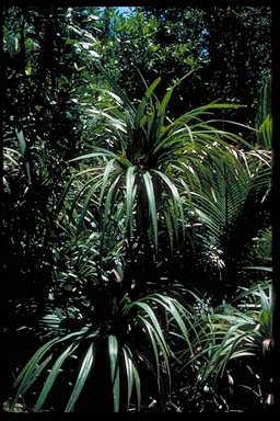 APII jpeg image of Freycinetia baueriana subsp. baueriana  © contact APII