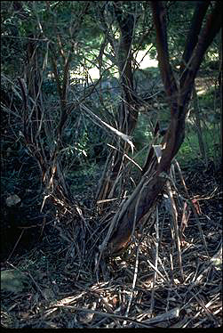 APII jpeg image of Leptospermum luehmannii  © contact APII