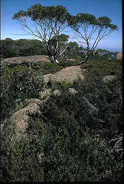 APII jpeg image of Leptospermum namadgiensis  © contact APII