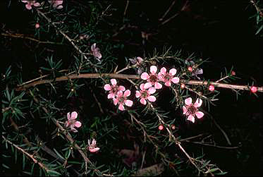 APII jpeg image of Leptospermum 'Pink Cascade'  © contact APII