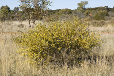 APII jpeg image of Acacia trineura  © contact APII