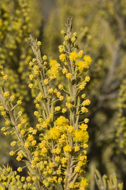 APII jpeg image of Acacia lineata  © contact APII