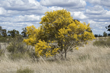 APII jpeg image of Acacia decora  © contact APII