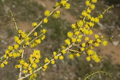 APII jpeg image of Acacia amblygona  © contact APII