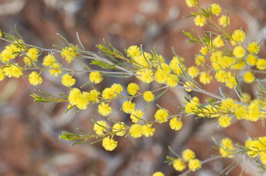 APII jpeg image of Acacia wilhelmiana  © contact APII