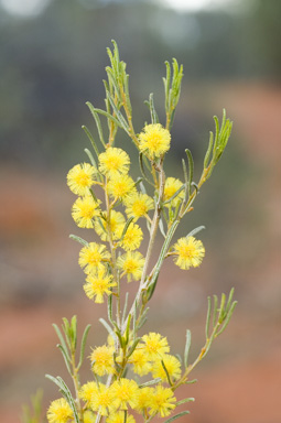 APII jpeg image of Acacia wilhelmiana  © contact APII