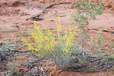 APII jpeg image of Acacia wilhelmiana  © contact APII