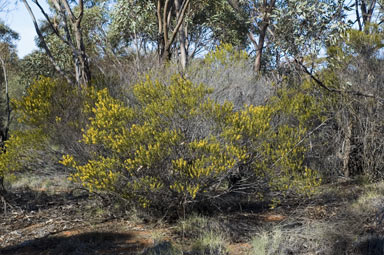 APII jpeg image of Acacia lineata  © contact APII