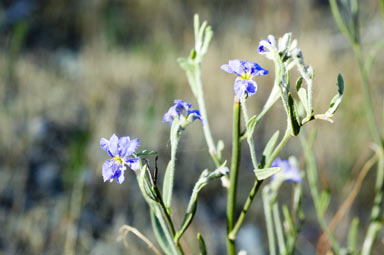 APII jpeg image of Dampiera lanceolata  © contact APII