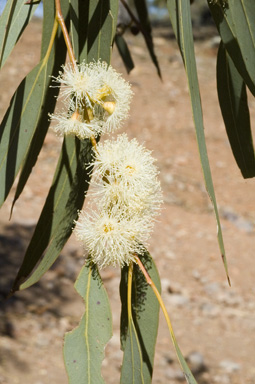 APII jpeg image of Eucalyptus dwyeri  © contact APII