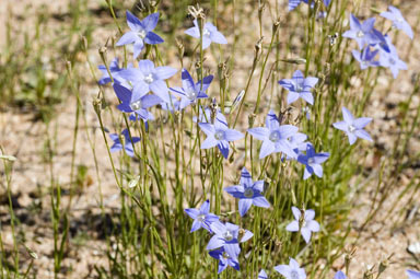 APII jpeg image of Wahlenbergia communis  © contact APII