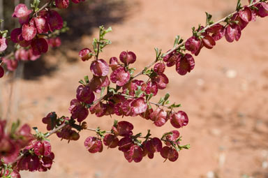 APII jpeg image of Dodonaea peduncularis  © contact APII