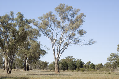 APII jpeg image of Eucalyptus intertexta  © contact APII