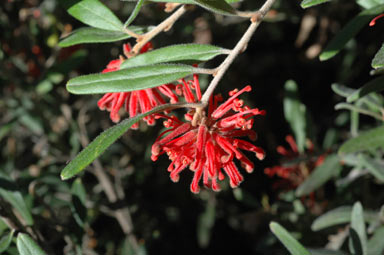 APII jpeg image of Grevillea irrasa subsp. didymochiton  © contact APII