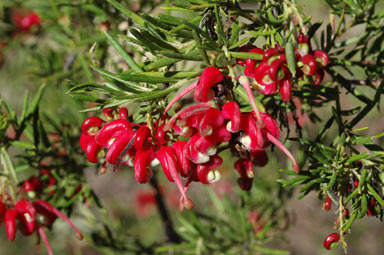 APII jpeg image of Grevillea 'Poorinda Marian'  © contact APII