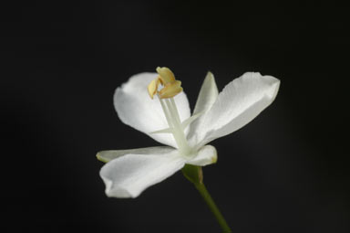 APII jpeg image of Libertia paniculata  © contact APII