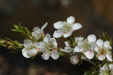 APII jpeg image of Leptospermum novae-angliae  © contact APII