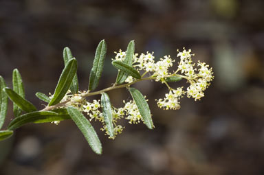 APII jpeg image of Pomaderris helianthemifolia  © contact APII